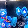 Rubby is registered to the contest to win money with this photo: azure, blue, carnivore, companion_dog, dog, dog_breed, dog_clothes, dog_collar, dog_supply, electric_blue, fashion_accessory, home_accessories, linens, pattern, pet_supply, sporting_group, stuffed_toy, toy, toy_dog, working_animal