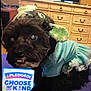 Sophia joined the competition — help win amazing prizes! cabinetry, cable_television, carnivore, chest_of_drawers, companion_dog, cupboard, dog, dog_breed, dog_supply, drawer, dresser, entertainment_center, fawn, liver, picture_frame, snout, television, television_set, toy_dog, working_animal