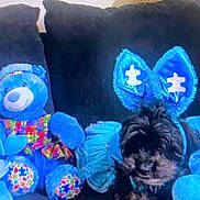 Sophia is registered to the contest to win money with this photo: azure, blue, carnivore, companion_dog, dog, dog_breed, dog_clothes, dog_collar, dog_supply, electric_blue, fashion_accessory, home_accessories, linens, pattern, pet_supply, sporting_group, stuffed_toy, toy, toy_dog, working_animal