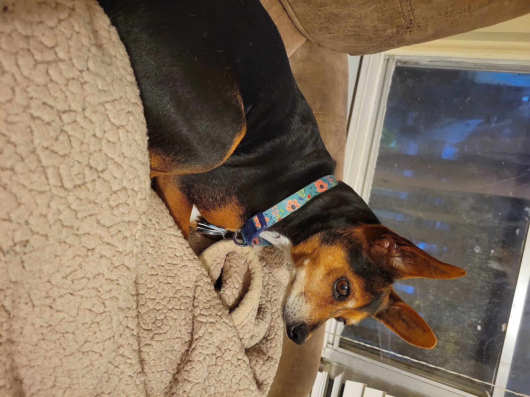 Amy is registered to the contest to win money with this photo: canidae, carnivore, collar, companion_dog, dog, dog_breed, dog_collar, dog_supply, fawn, flooring, fur, pet_supply, snout, soft_drink, sporting_group, whiskers, window, working_animal