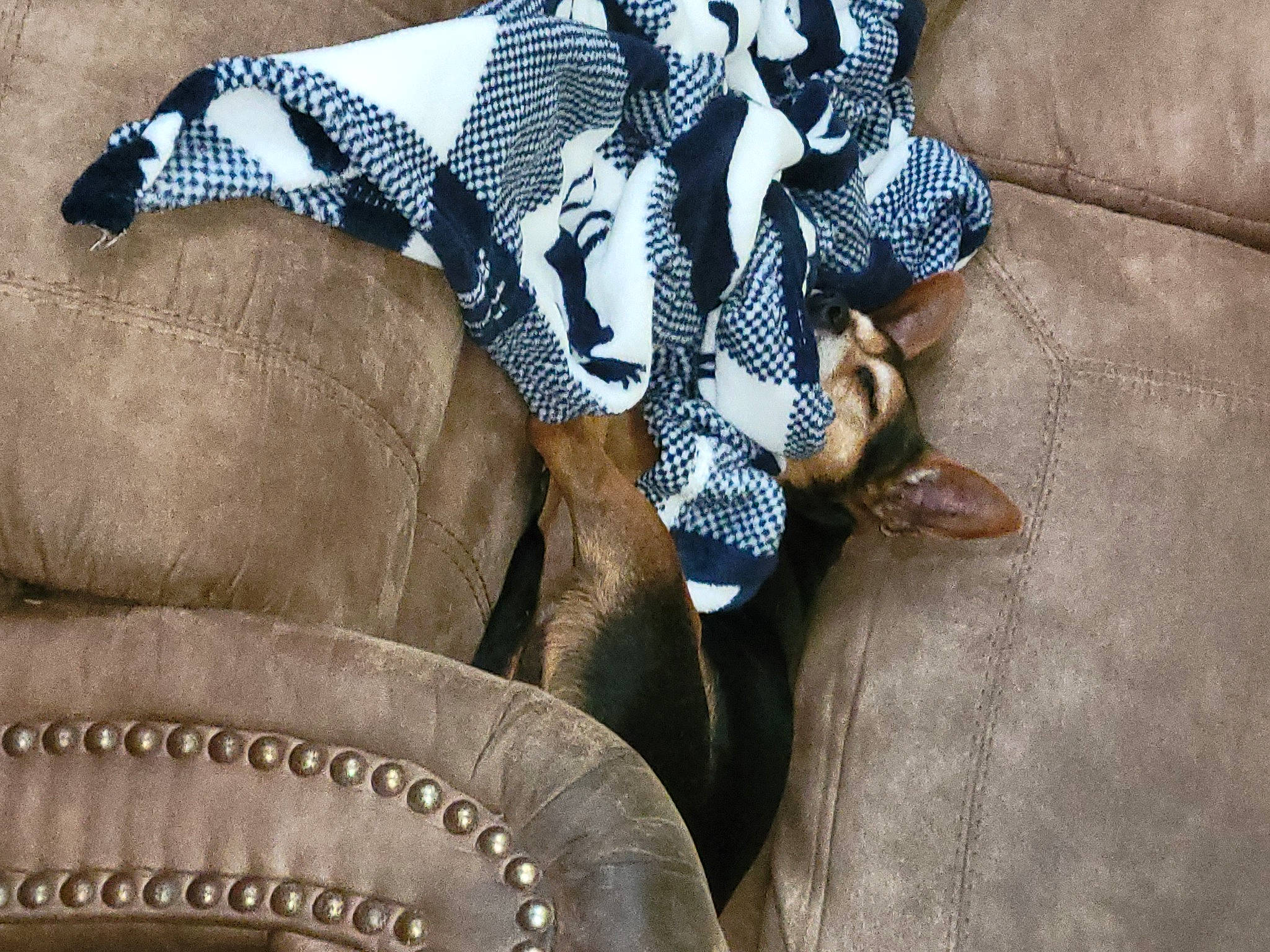 Amy is registered to the contest to win money with this photo: automotive_tire, bag, comfort, fashion_accessory, fawn, felidae, font, fur, hat, human_leg, linens, mammal, pattern, personal_protective_equipment, tail, terrestrial_animal, textile, vertebrate, wood, working_animal