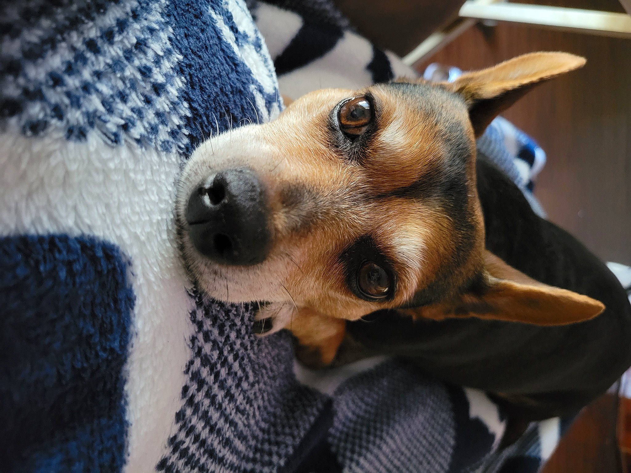 Amy joined the competition — help win amazing prizes! canidae, carnivore, collar, comfort, companion_dog, dog, dog_breed, ear, fawn, fur, mammal, pattern, plaid, snout, sporting_group, toy_dog, vertebrate, whiskers, working_animal, woven_fabric