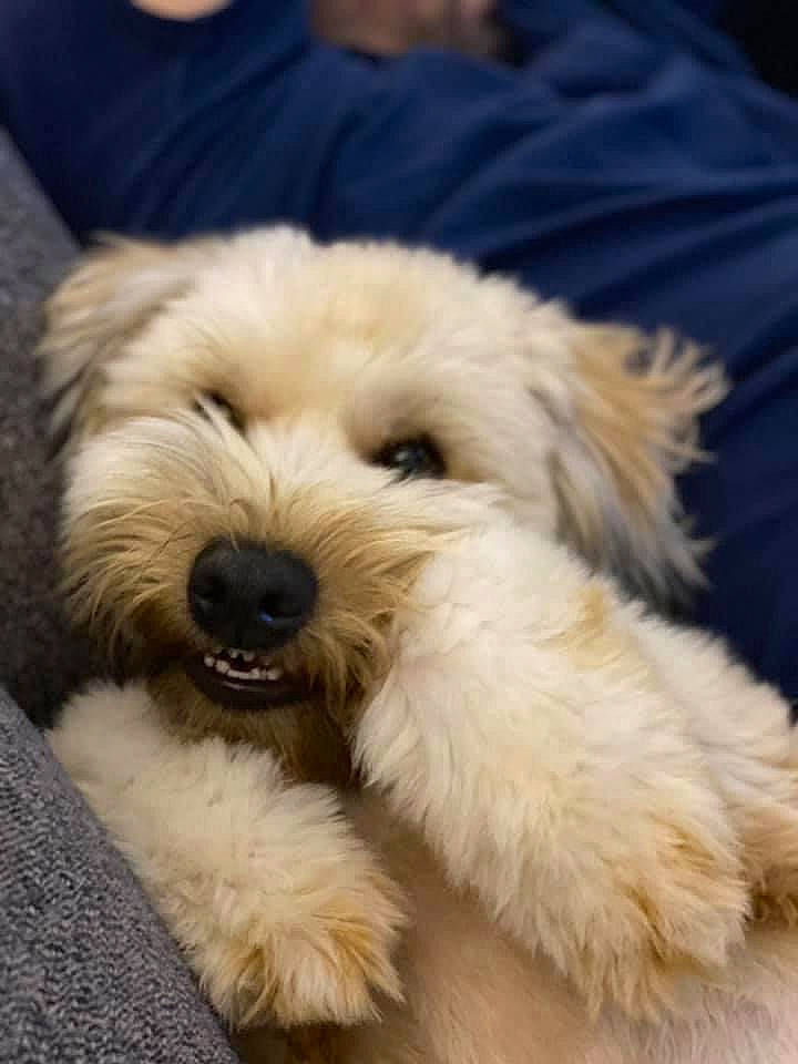 Chewbacca joined the competition — help win amazing prizes! canidae, carnivore, companion_dog, dog, dog_breed, fur, glasses, mal_shi, maltepoo, paw, poodle_crossbreed, puppy_love, shih_poo, small_terrier, snout, sporting_group, terrier, toy_dog, water_dog, working_animal