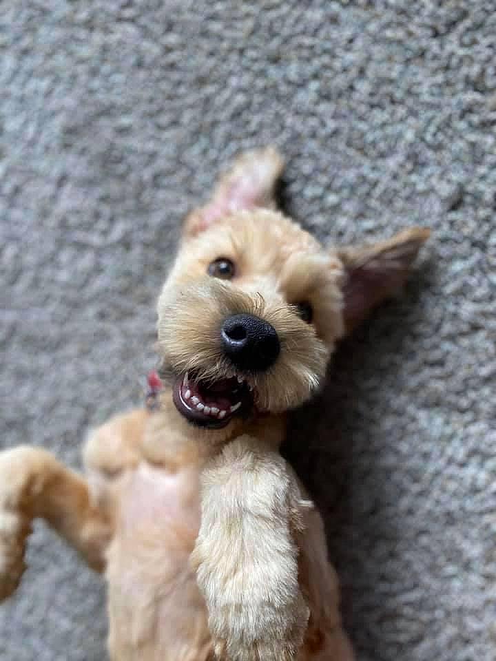 Chewbacca joined the competition — help win amazing prizes! biting, carnivore, collar, companion_dog, dog, dog_breed, dog_collar, dog_supply, fawn, fur, liver, small_terrier, snout, sporting_group, tail, terrier, toy, toy_dog, wood, working_animal