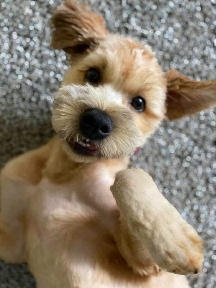 Chewbacca joined the competition — help win amazing prizes! canidae, carnivore, collar, companion_dog, dog, dog_breed, dog_collar, dog_supply, fawn, fur, liver, maltepoo, puppy, small_terrier, snout, sporting_group, terrestrial_animal, terrier, toy_dog, working_animal