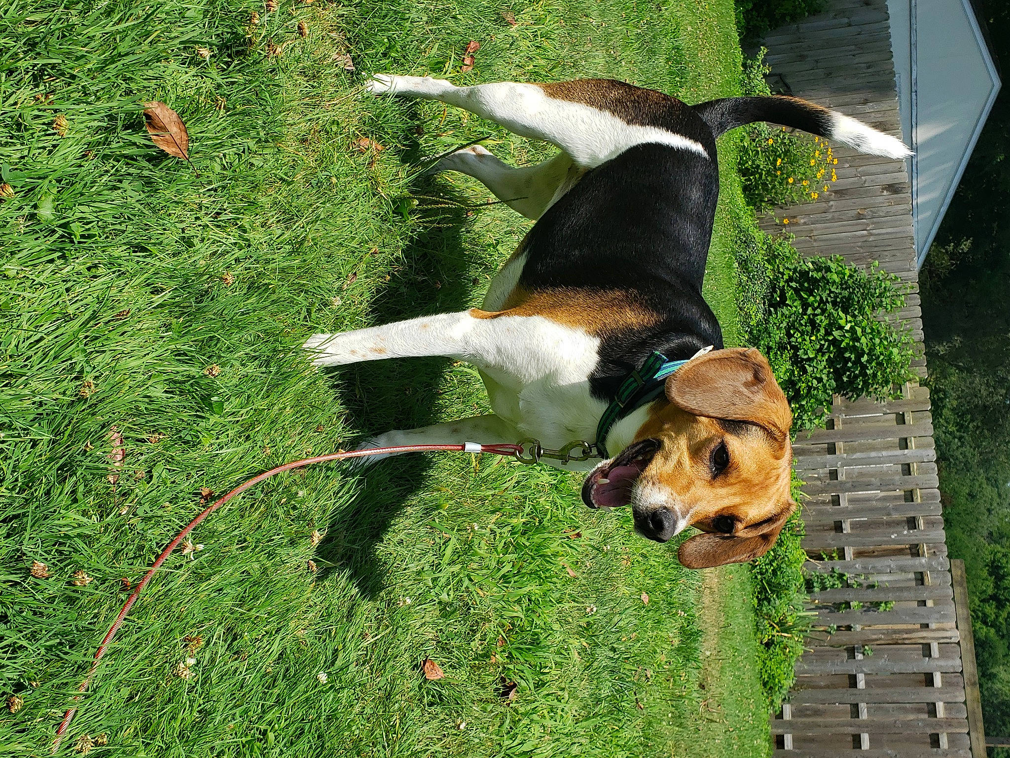 Mya joined the competition — help win amazing prizes! canidae, carnivore, collar, companion_dog, dog, dog_breed, dog_sports, fawn, grass, groundcover, hunting_dog, pasture, people_in_nature, plant, scent_hound, sporting_group, tail, working_dog