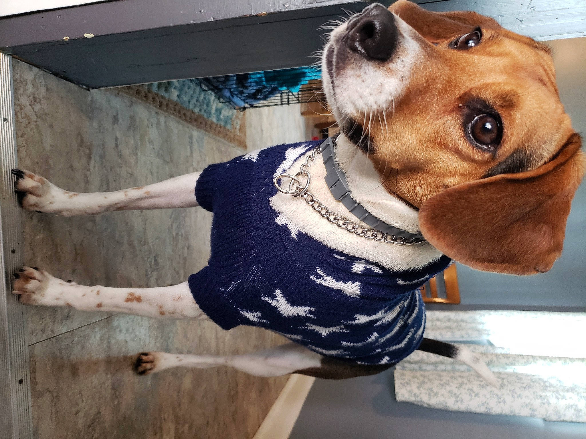 Mya joined the competition — help win amazing prizes! art, canidae, carnivore, collar, companion_dog, dog, dog_breed, dog_collar, dog_supply, eyewear, fawn, liver, metal, pet_supply, selfie, sleeve, snout, sporting_group, wood, working_animal