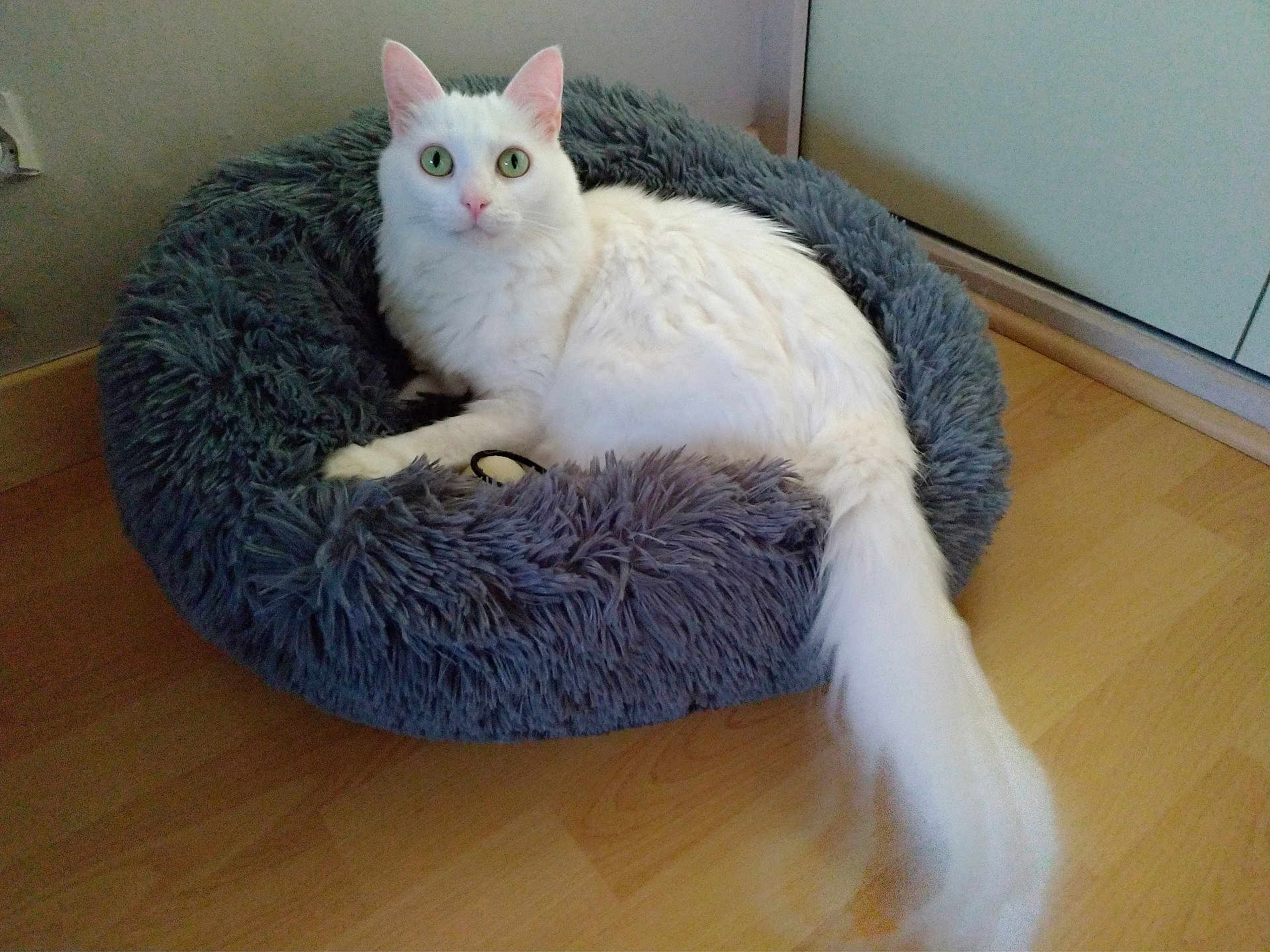 Milla