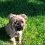 Khloe joined the competition — help win amazing prizes! affenpinscher, animal, boxer, bulldog, canine, dog, field, frenchbulldog, grass, grassland, green, lawn, nature, outdoors, pet, plant, pug, puppy, terrier