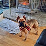 dog, small_dog, scarf, fireplace, fire, wood_floor, safety_gate, towel, indoor, home, pet, fur, ears, black_nose, curious, cozy, living_room, blanket, leather_sofa, window