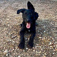 Luna a rejoint le concours — aidez-le/la à gagner de superbes lots ! dog, black_dog, pet, animal, outdoor, ground, rocks, tongue_out, ears, happy, playful, lying_down, fur, mammal, one_ear_up, nature, closeup, canine, young_dog, excited