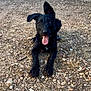 dog, black_dog, pet, animal, outdoor, ground, rocks, tongue_out, ears, happy, playful, lying_down, fur, mammal, one_ear_up, nature, closeup, canine, young_dog, excited