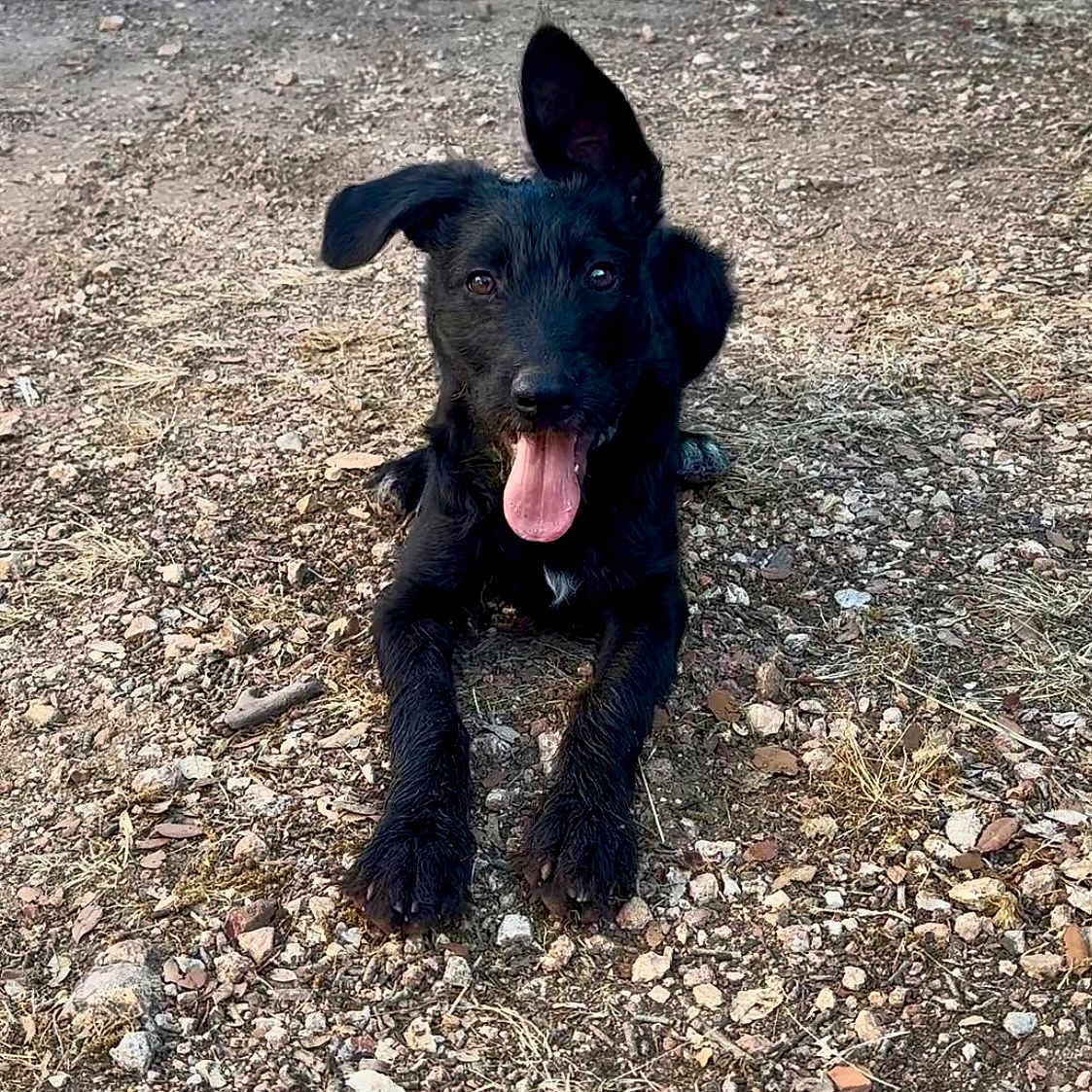 Luna a rejoint le concours — aidez-le/la à gagner de superbes lots ! animal, black_dog, canine, closeup, dog, ears, excited, fur, ground, happy, lying_down, mammal, nature, one_ear_up, outdoor, pet, playful, rocks, tongue_out, young_dog