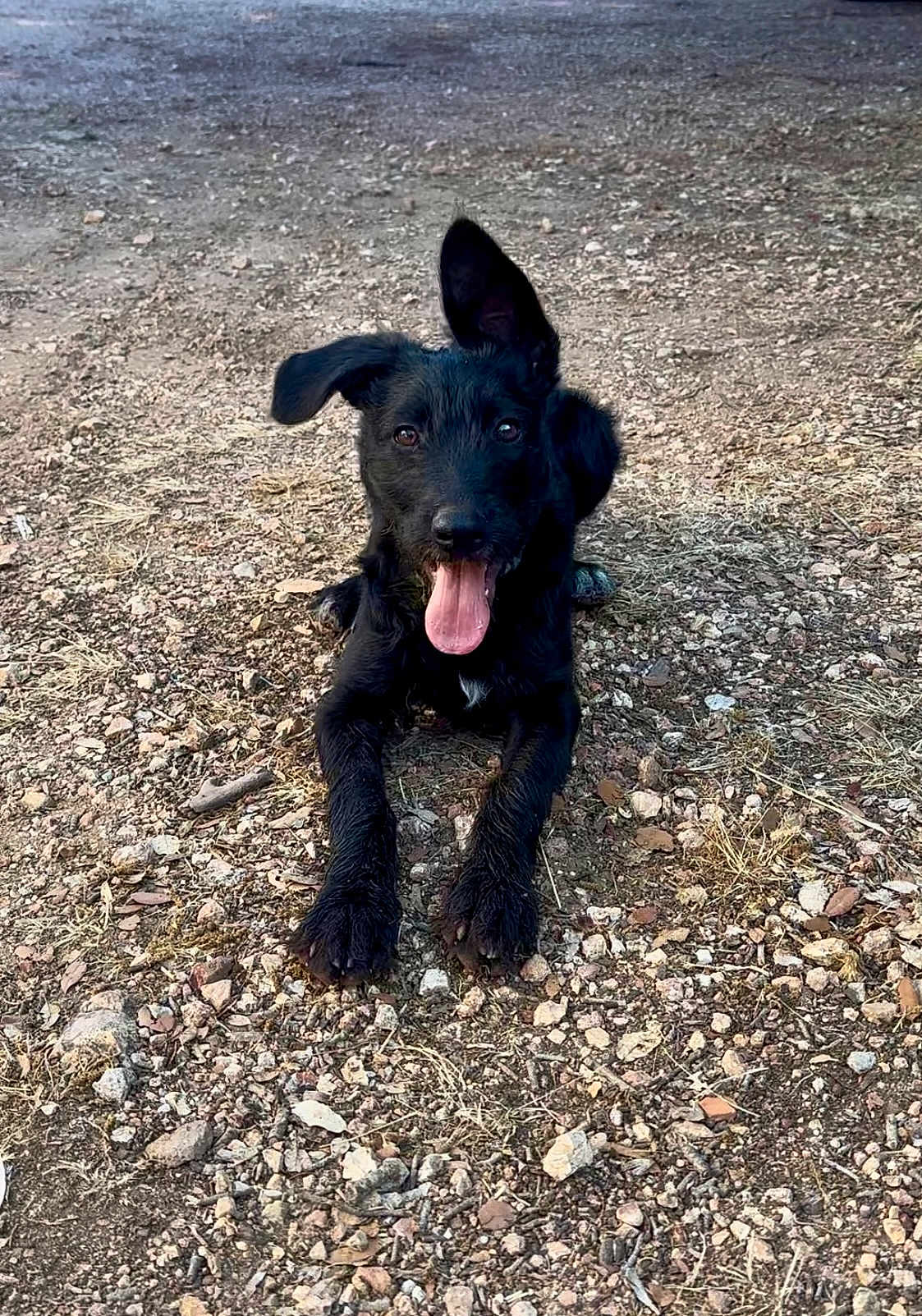 Luna a rejoint le concours — aidez-le/la à gagner de superbes lots ! dog, black_dog, pet, animal, outdoor, ground, rocks, tongue_out, ears, happy, playful, lying_down, fur, mammal, one_ear_up, nature, closeup, canine, young_dog, excited