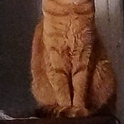 Tigger is registered to the contest to win money with this photo: cat, orange_tabby, sitting, indoor, wooden_surface, pet, animal, feline, fur, ears, whiskers, eyes, portrait, domestic_cat, looking, quiet, shadow, furniture, home, curious