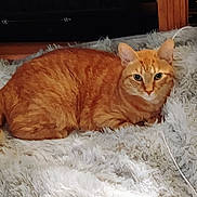 Tigger joined the competition — help win amazing prizes! animal, cat, close_up, comfortable, cozy, curious, domestic, ears, feline, fluffy_rug, fur, home, indoor, laying_down, orange_tabby, pet, resting, soft_texture, tail, whiskers