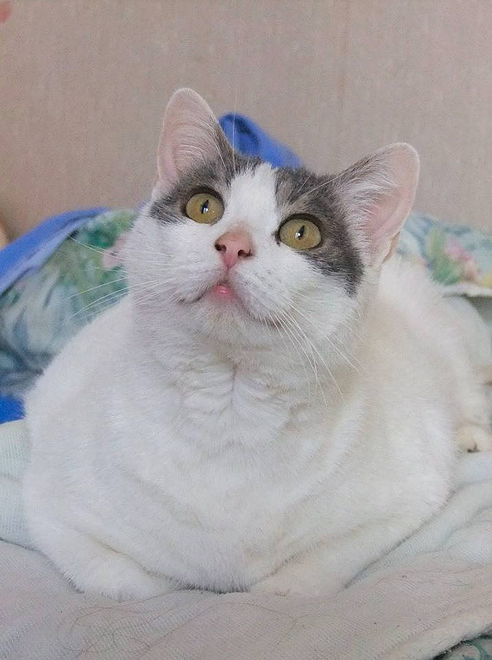 Minette participe au concours pour gagner de l'argent avec cette photo : aegean_cat, american_wirehair, asian, burmilla, carnivore, cat, cymric, domestic_short_haired_cat, eye, felidae, japanese_bobtail, kitten, mammal, ragamuffin, ragdoll, small_to_medium_sized_cats, turkish_angora, turkish_van, vertebrate, whiskers