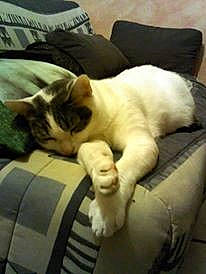 Minette a rejoint le concours — aidez-le/la à gagner de superbes lots ! canidae, carnivore, cat, companion_dog, dog, dog_breed, felidae, french_bulldog, kitten, nap, puppy, sleep, small_to_medium_sized_cats, whiskers