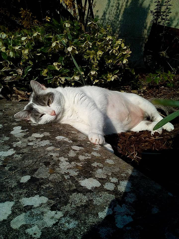 Minette participe au concours pour gagner de l'argent avec cette photo : aegean_cat, carnivore, cat, domestic_short_haired_cat, european_shorthair, fawn, felidae, fur, grass, small_to_medium_sized_cats, snout, tail, tree, turkish_van, whiskers, wildlife