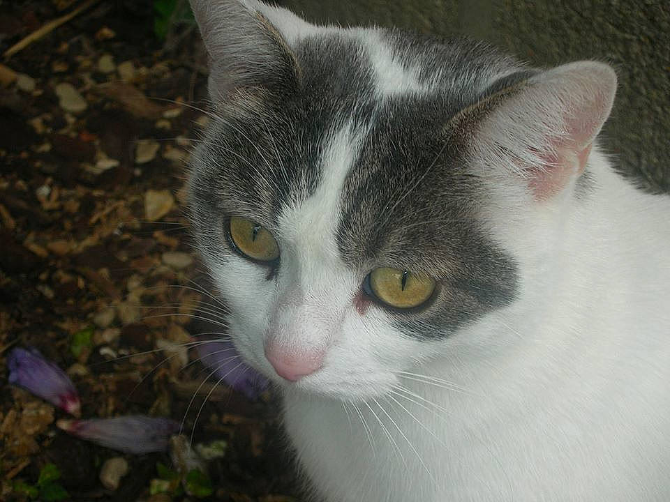 Minette a rejoint le concours — aidez-le/la à gagner de superbes lots ! aegean_cat, american_wirehair, carnivore, cat, domestic_short_haired_cat, european_shorthair, eye, felidae, mammal, small_to_medium_sized_cats, snout, whiskers