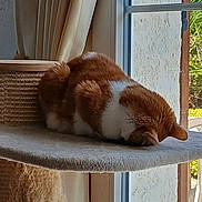 Elsa participe au concours pour gagner de l'argent avec cette photo : cat, orange_cat, white_cat, cat_tree, indoor, nap, sunlight, window, curtain, furniture, relaxation, pet, animal, cozy, sleeping, face_down, home, daylight, resting, soft_surface