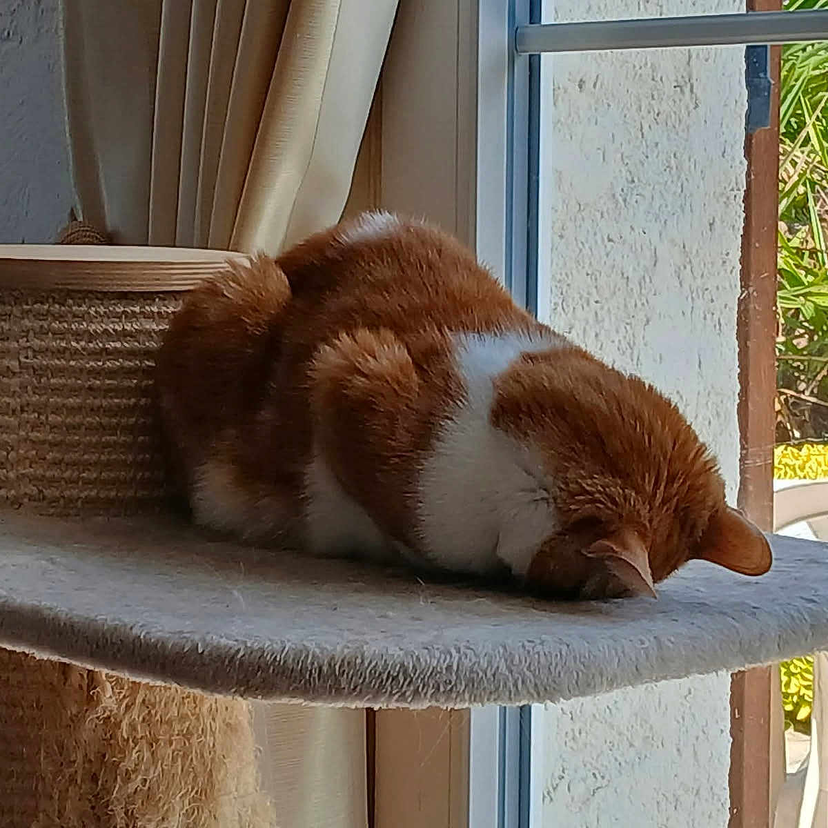 Elsa participe au concours pour gagner de l'argent avec cette photo : cat, orange_cat, white_cat, cat_tree, indoor, nap, sunlight, window, curtain, furniture, relaxation, pet, animal, cozy, sleeping, face_down, home, daylight, resting, soft_surface