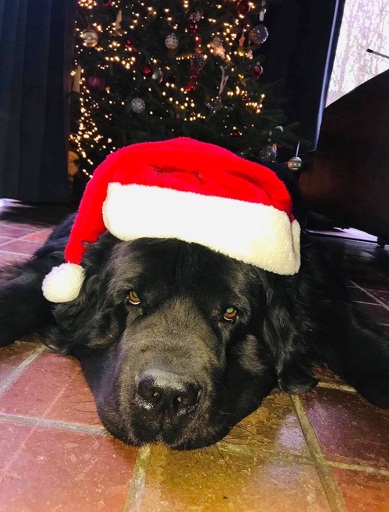 Largo participe au concours pour gagner de l'argent avec cette photo : canidae, carnivore, christmas, companion_dog, dog, dog_breed, fawn, fur, mammal, newfoundland, snout, sporting_group