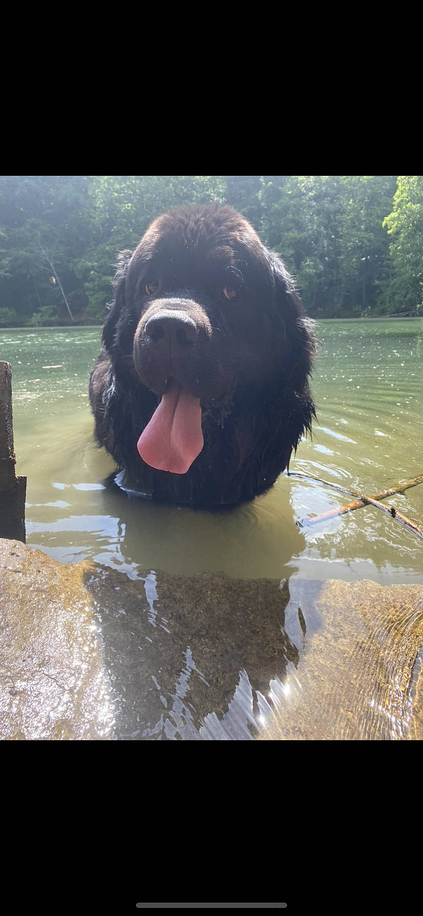 Largo a rejoint le concours — aidez-le/la à gagner de superbes lots ! canidae, carnivore, dog, dog_breed, flat_coated_retriever, mammal, newfoundland, portuguese_water_dog, retriever, snout, sporting_group, vertebrate, water_dog