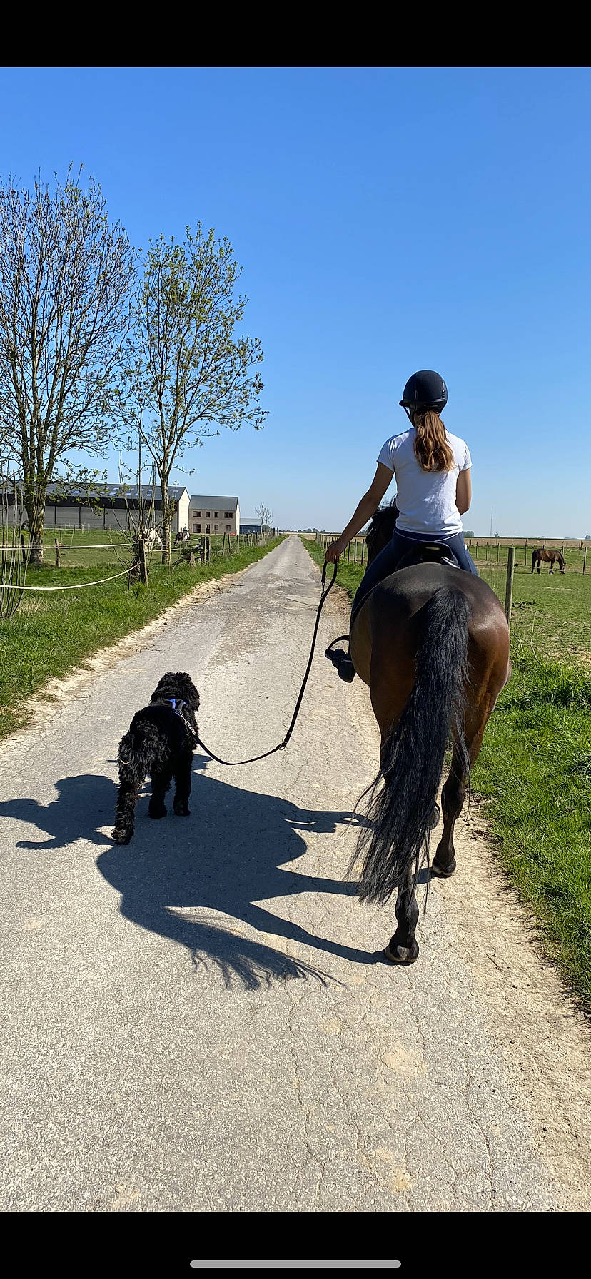 Alvin participe au concours pour gagner de l'argent avec cette photo : animal_sports, bridle, canidae, dog, dog_breed, dog_walking, horse, horse_supplies, horse_tack, leash, mammal, pack_animal, pony, recreation, rein, shetland_pony, sporting_group, stallion, trail_riding, working_animal