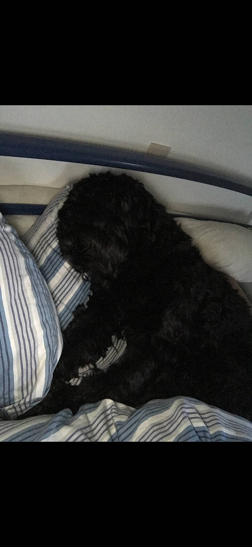 Alvin participe au concours pour gagner de l'argent avec cette photo : black, canidae, sporting_group