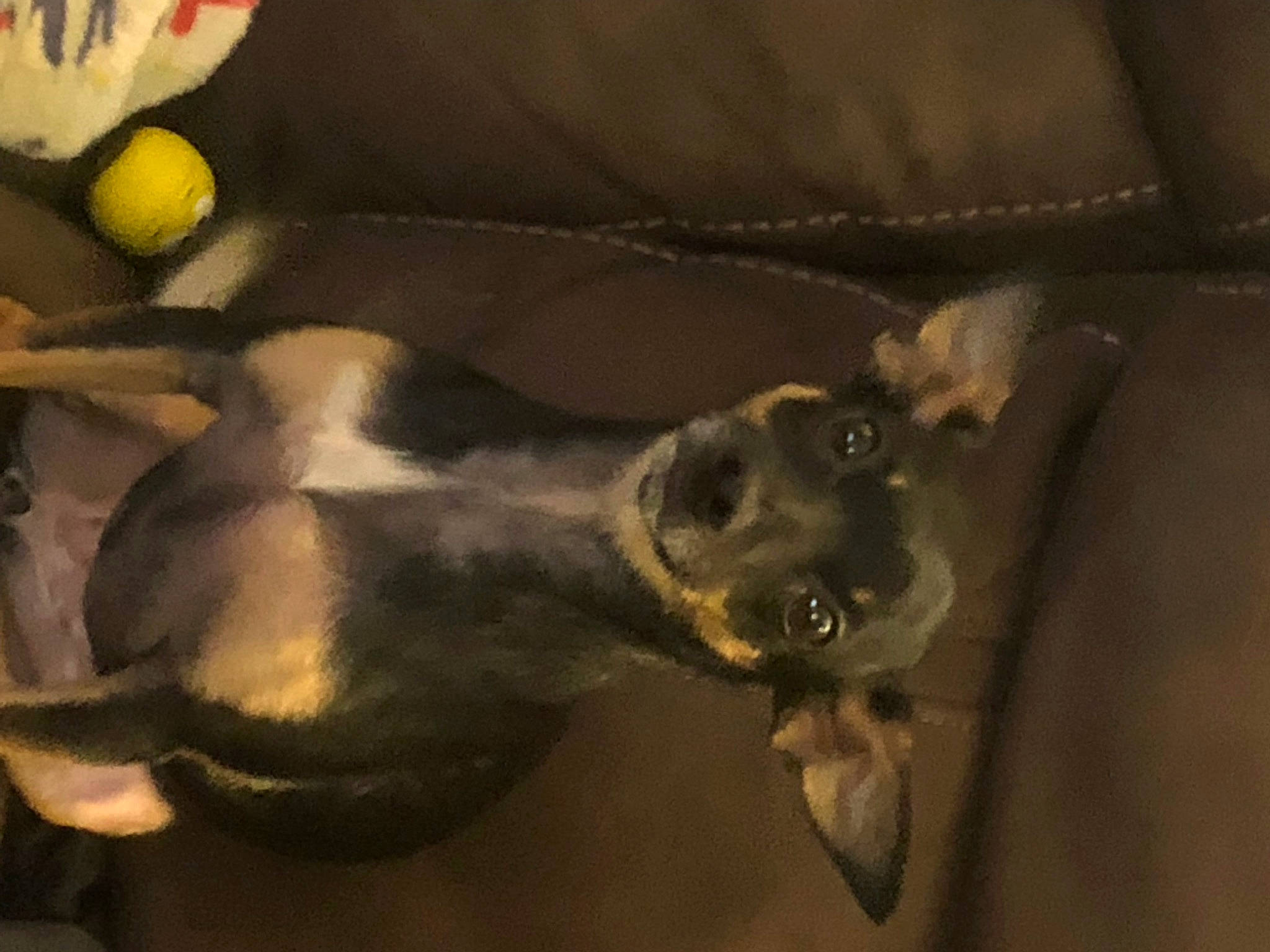 Calamity Jane joined the competition — help win amazing prizes! canidae, carnivore, claw, comfort, companion_dog, darkness, dog, dog_breed, ear, fawn, fur, guard_dog, paw, plant, snout, sporting_group, tail, terrestrial_animal, whiskers, working_animal