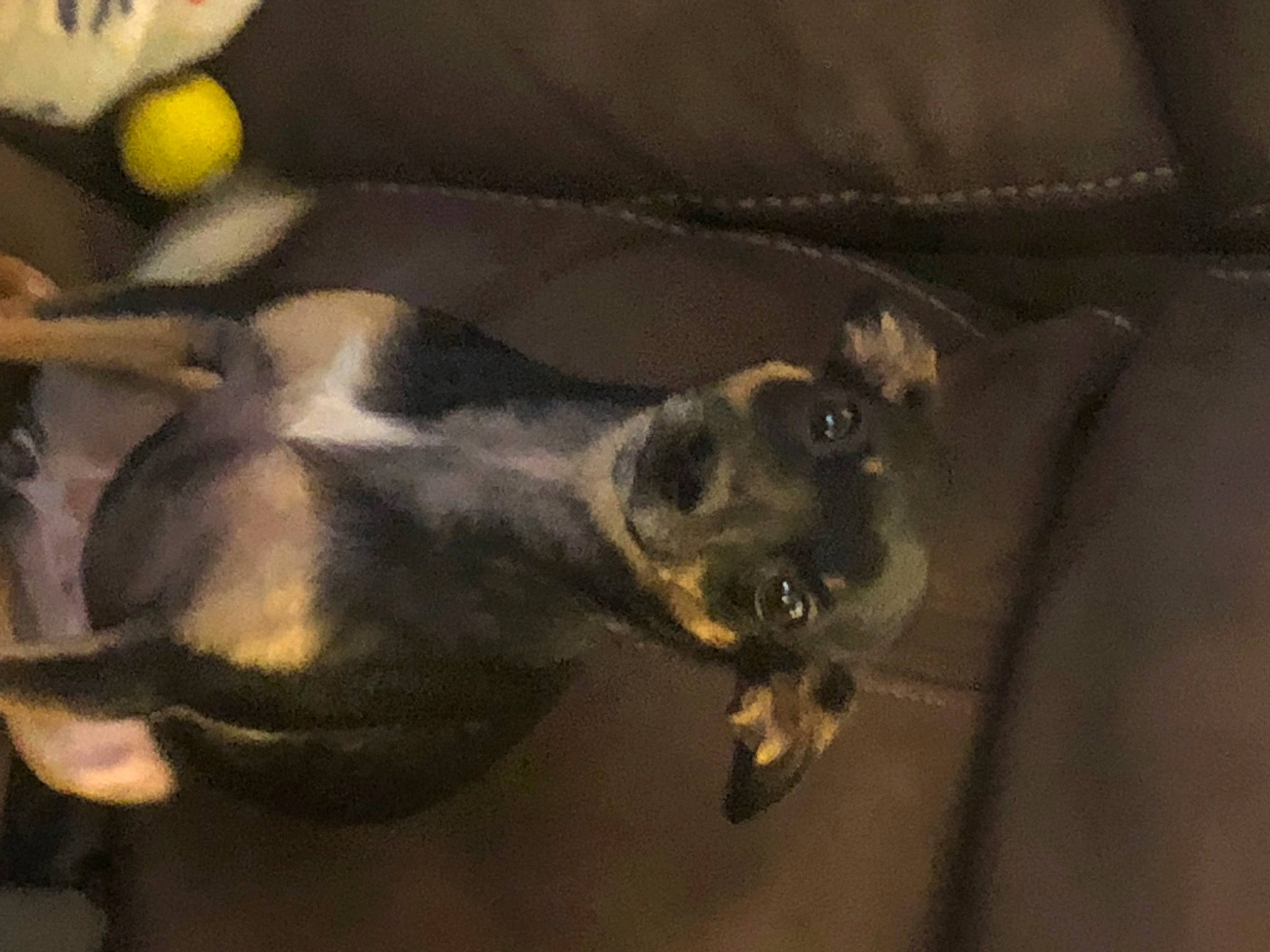 Calamity Jane is registered to the contest to win money with this photo: canidae, carnivore, claw, companion_dog, corgi_chihuahua, darkness, dog, dog_breed, ear, fawn, fur, guard_dog, paw, plant, snout, sporting_group, tail, whiskers, wildlife, working_animal