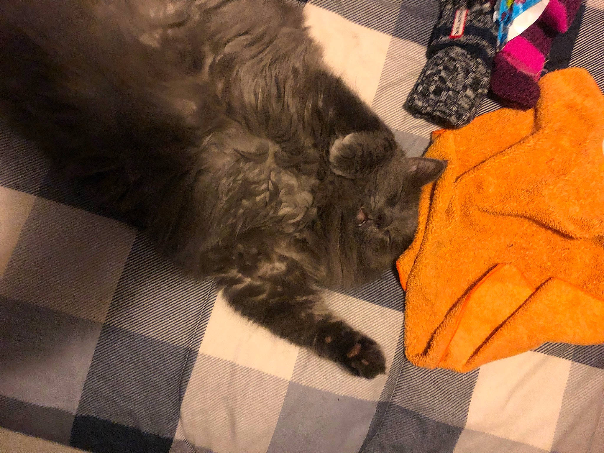 Loki joined the competition — help win amazing prizes! black_cat, carnivore, cat, claw, comfort, domestic_short_haired_cat, felidae, flooring, fur, gesture, grey, human_leg, pattern, paw, small_to_medium_sized_cats, tail, textile, whiskers, wool, woolen