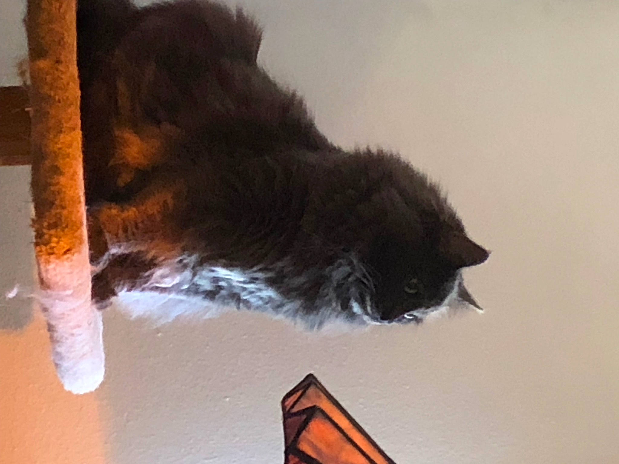 Loki is registered to the contest to win money with this photo: black_cat, carmine, carnivore, cat, claw, domestic_short_haired_cat, felidae, flooring, fur, human_leg, paw, small_to_medium_sized_cats, snout, tail, triangle, whiskers, window, wood