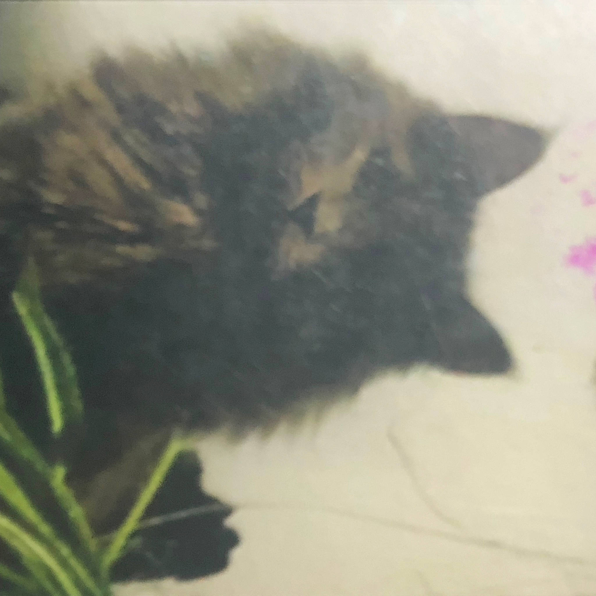 Loki is registered to the contest to win money with this photo: carnivore, cat, domestic_short_haired_cat, felidae, fur, grass, paw, plant, shadow, small_to_medium_sized_cats, snout, tail, tints_and_shades, twig, water, whiskers, wildlife, window