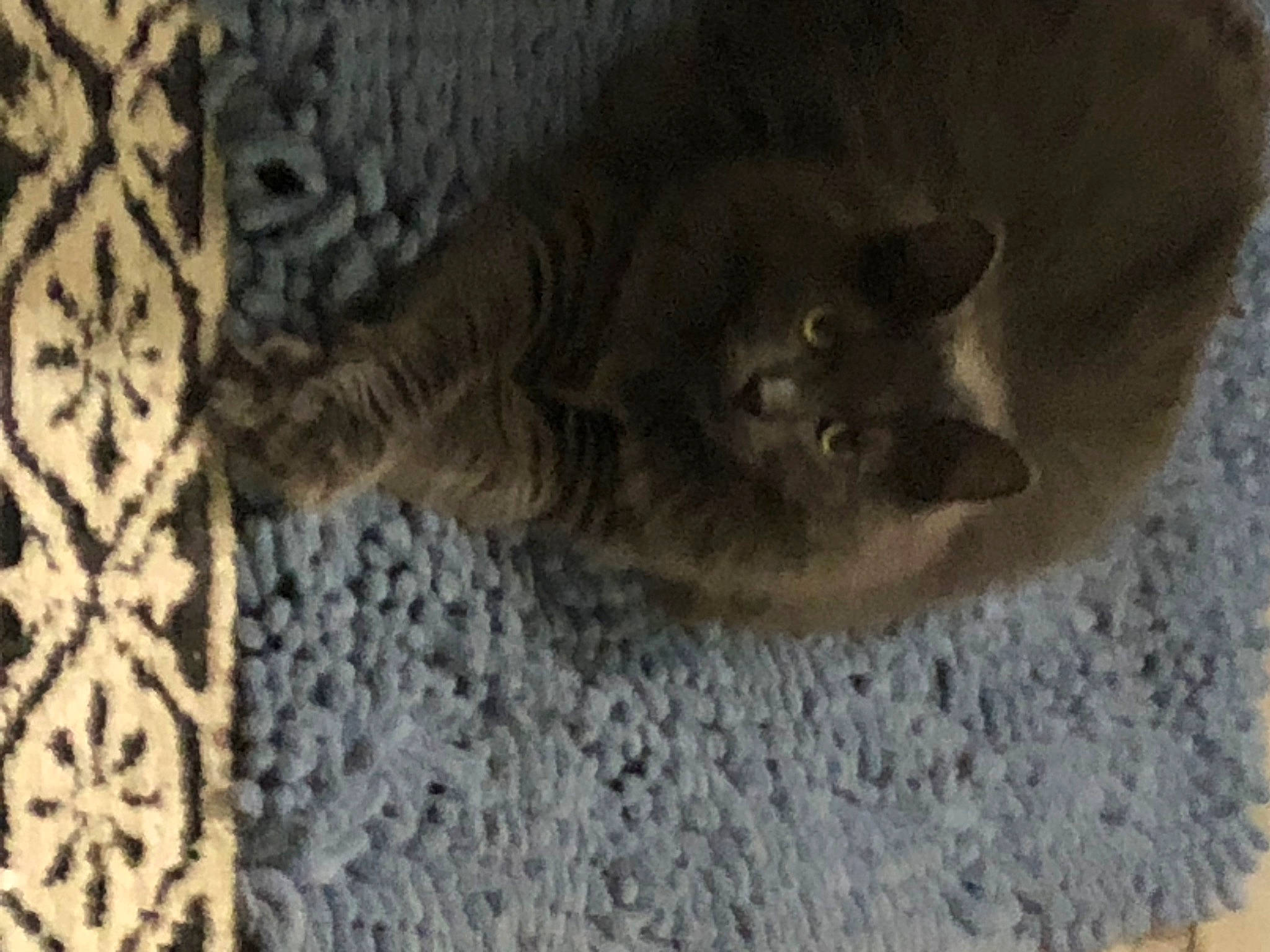 Loki joined the competition — help win amazing prizes! black_cat, carnivore, cat, domestic_short_haired_cat, fawn, felidae, flooring, fur, grey, hardwood, linens, pattern, paw, small_to_medium_sized_cats, snout, tail, terrestrial_animal, whiskers, wood, woven_fabric