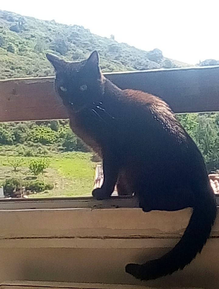 Raymond participe au concours pour gagner de l'argent avec cette photo : black_cat, carnivore, cat, domestic_short_haired_cat, eye, felidae, fur, grass, grey, mammal, morning, plant, sky, small_to_medium_sized_cats, snout, tail, tints_and_shades, tree, whiskers, wood