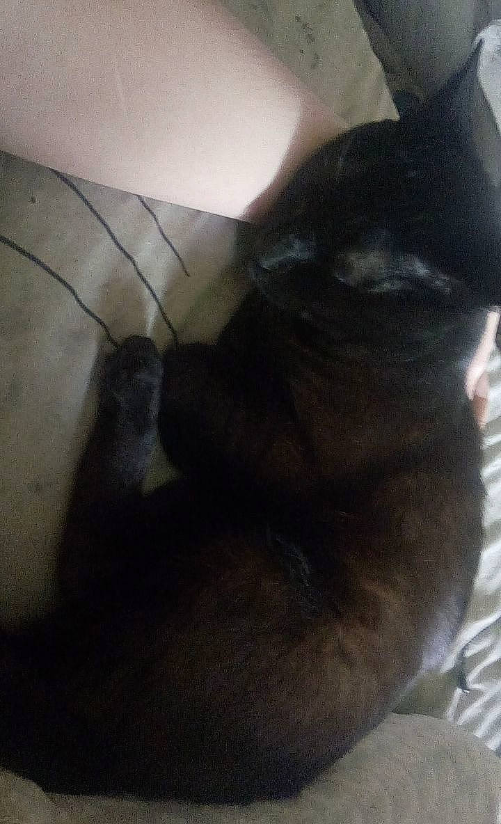 Raymond a rejoint le concours — aidez-le/la à gagner de superbes lots ! black_cat, bombay, canidae, carnivore, cat, comfort, dog_breed, domestic_short_haired_cat, ear, felidae, flooring, fur, hardwood, paw, room, small_to_medium_sized_cats, snout, tail, terrestrial_animal, whiskers