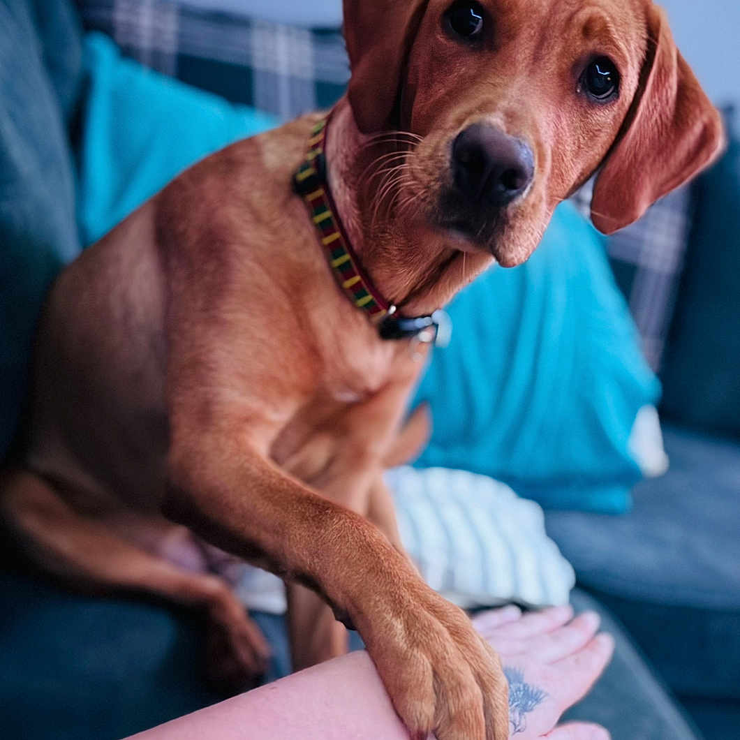 Brooke is registered to the contest to win money with this photo: animal, architecture, beagle, bodypart, building, canine, chair, couch, dog, finger, furniture, hand, hound, labradorretriever, person, pet, pointer, puppy, snout, wrist