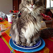 Dr Jivago a rejoint le concours — aidez-le/la à gagner de superbes lots ! cat, gray_cat, fluffy, long_hair, maine_coon, pet, animal, portrait, sitting, indoors, kitchen, dining_table, plate, tablecloth, whiskers, green_eyes, ears, fur, home, sunlight