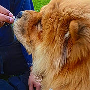 Akira a rejoint le concours — aidez-le/la à gagner de superbes lots ! canidae, carnivore, chow_chow, companion_dog, dog, dog_breed, ear, fawn, mammal, snout, sporting_group