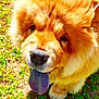 Akira participe au concours pour gagner de l'argent avec cette photo : akita, ancient_dog_breeds, canidae, carnivore, chow_chow, close_up, companion_dog, dog, dog_breed, german_spitz_klein, german_spitz_mittel, grass, mammal, non_sporting_group, nose, pomeranian, puppy, snout, spitz, sporting_group