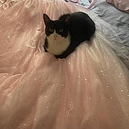 Mila joined the competition — help win amazing prizes! animal, bed, black_and_white, calm, cat, curious, domestic_cat, fabric, feline, indoor, pet, pink_gown, relaxed, resting, ribbons, shoes, soft_lighting, sparkles, textile, tuxedo_cat