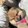 puppy, dog, fluffy, brown_fur, portrait, close_up, pink_harness, pet, animal, face, eyes, nose, outdoor, grass, person, lap, sunlight, cuddly, cute, photography