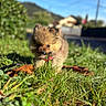 puppy, dog, fluffy, fur, outdoor, grass, garden, autumn_leaves, nature, sunlight, mountain, background, portrait, closeup, animal, pet, cute, sitting, red_collar, shallow_depth_of_field
