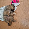 cat, kitten, fluffy, sleeping, lying_down, belly_up, indoors, floor, tile_floor, shirt, clothing, pink_toy, toy_bone, pet_bowl, paw, tail, fur, relaxed, cute, household