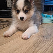 Bear joined the competition — help win amazing prizes! puppy, dog, husky, fluffy, sitting, lying_down, portrait, blue_eyes, black_and_white, fur, paws, indoors, wooden_floor, home, furniture, play_mat, close_up, cute, animal, pet