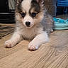 puppy, dog, husky, fluffy, sitting, lying_down, portrait, blue_eyes, black_and_white, fur, paws, indoors, wooden_floor, home, furniture, play_mat, close_up, cute, animal, pet