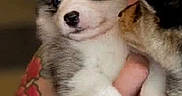 Bear is registered to the contest to win money with this photo: puppy, dog, animal, pet, fluffy, white_and_gray, blue_eyes, black_nose, paws, being_held, person, face, portrait, close_up, indoors, tattoo, flower_tattoo, fur, cute, funny