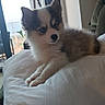Bear is registered to the contest to win money with this photo: puppy, dog, pet, fluffy, black_and_white, sitting, lying_down, face, eyes, ears, nose, fur, bed, bedroom, lamp, window, indoors, cushion, portrait, cute